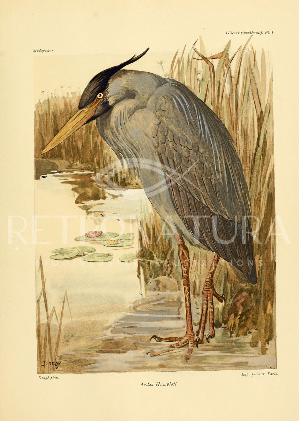 Ardea Humbloti - Image 2