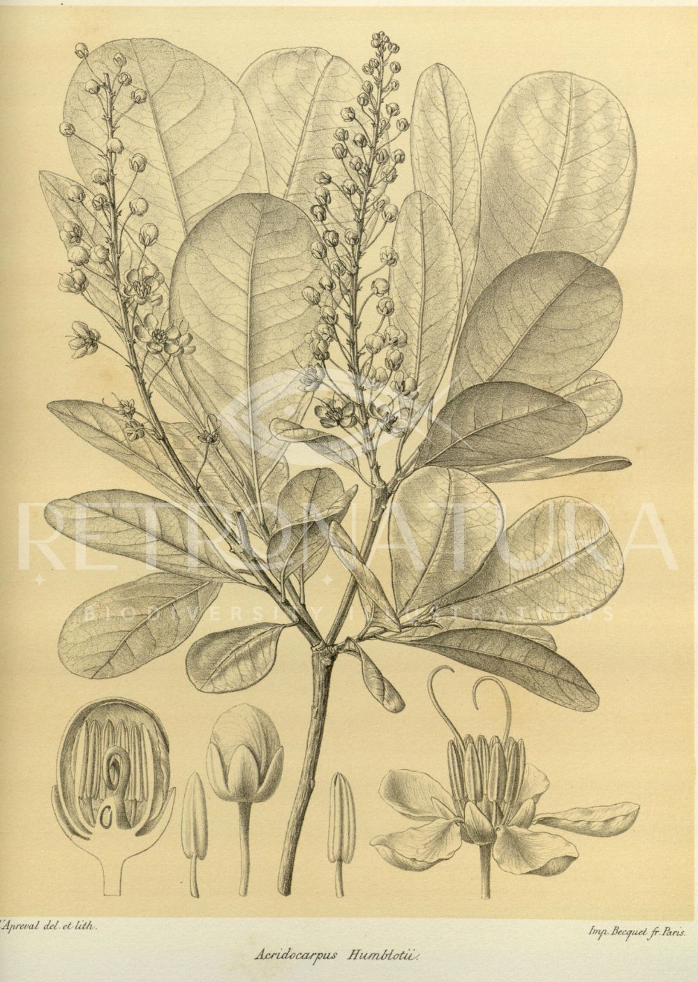 Acridocarpus Humblotii - Image 2