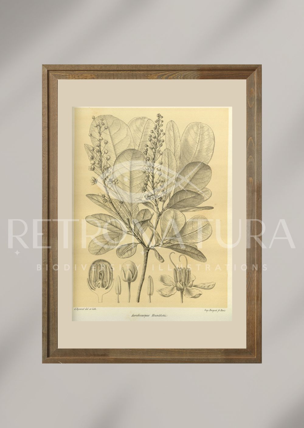 Acridocarpus Humblotii