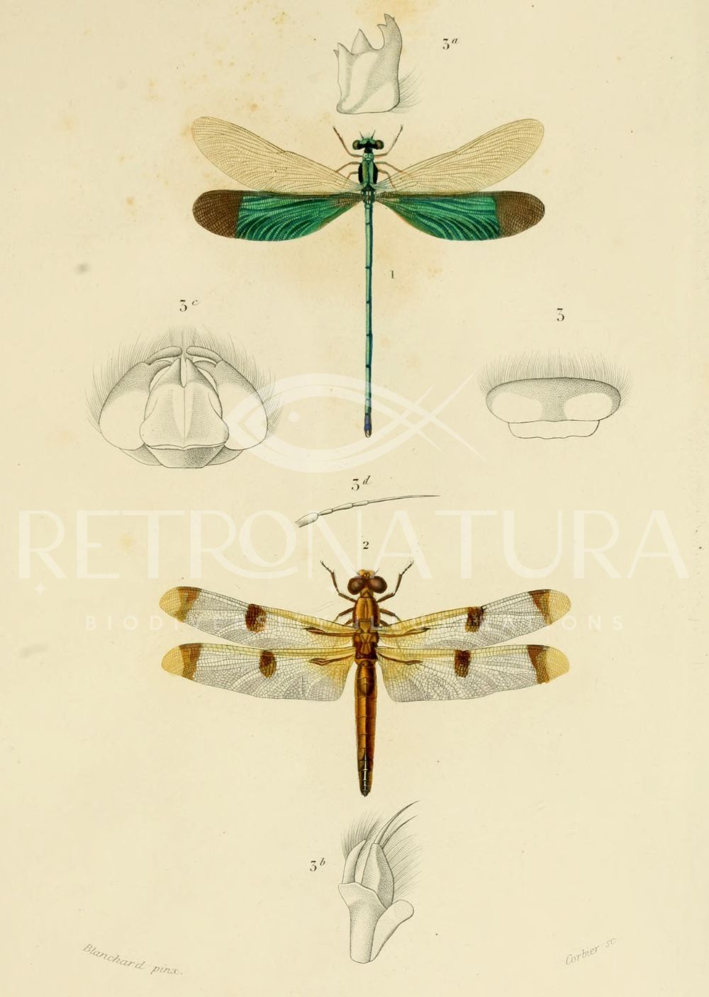 Agrion / Libellula - Imagen 2