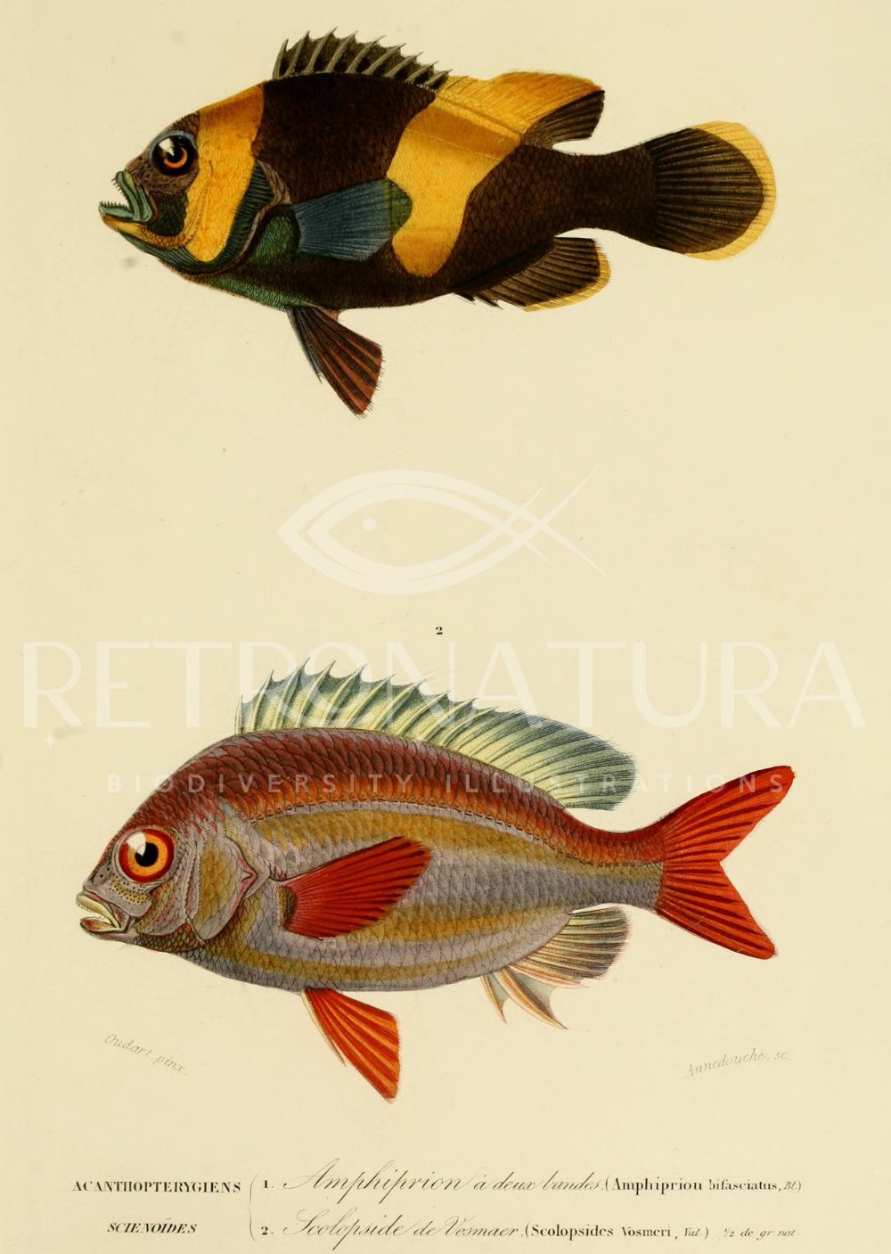 Amphiprion Bifasciatus - Image 2