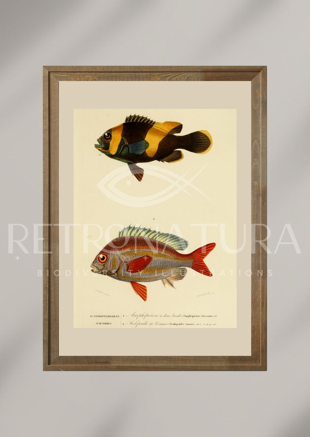Amphiprion Bifasciatus