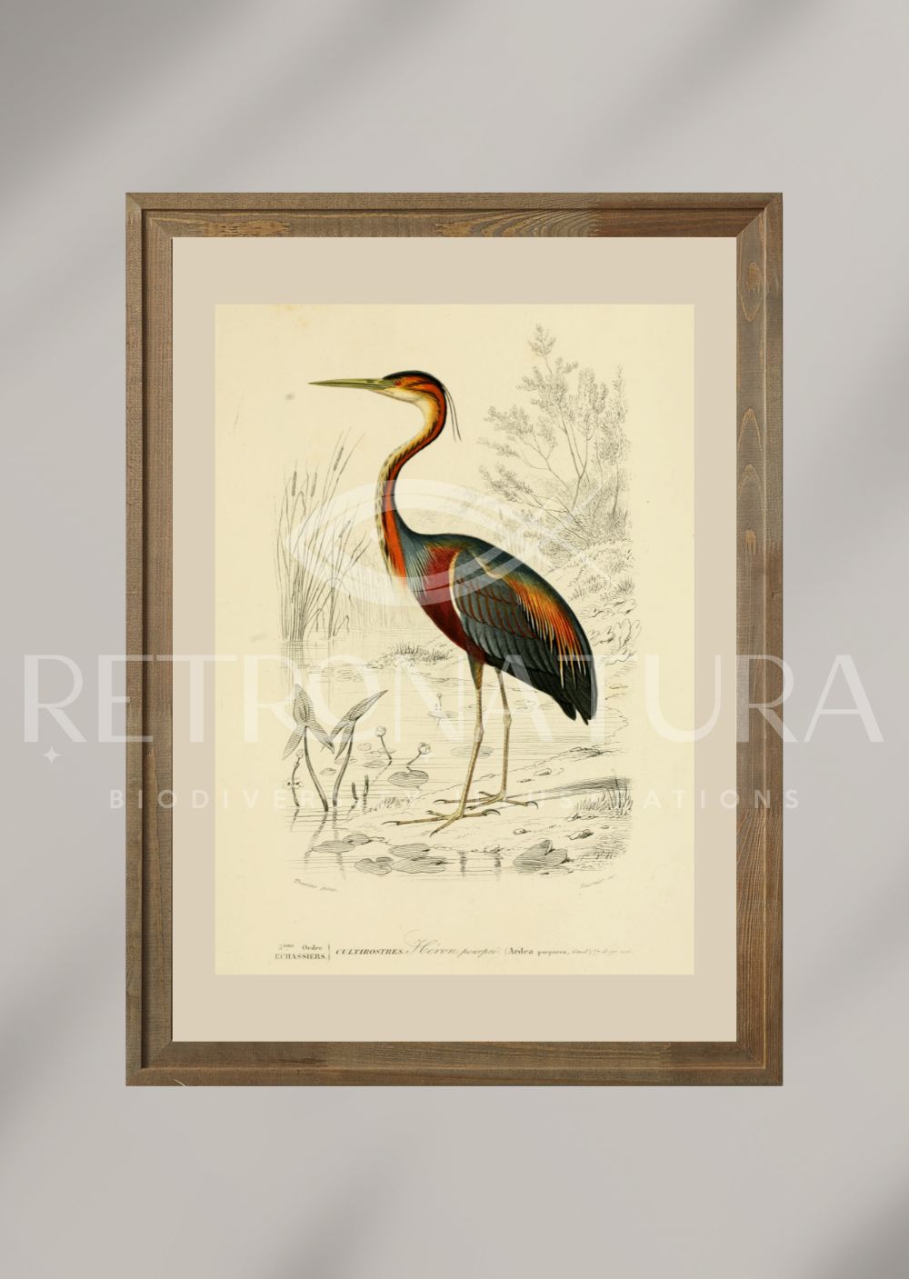 Ardea