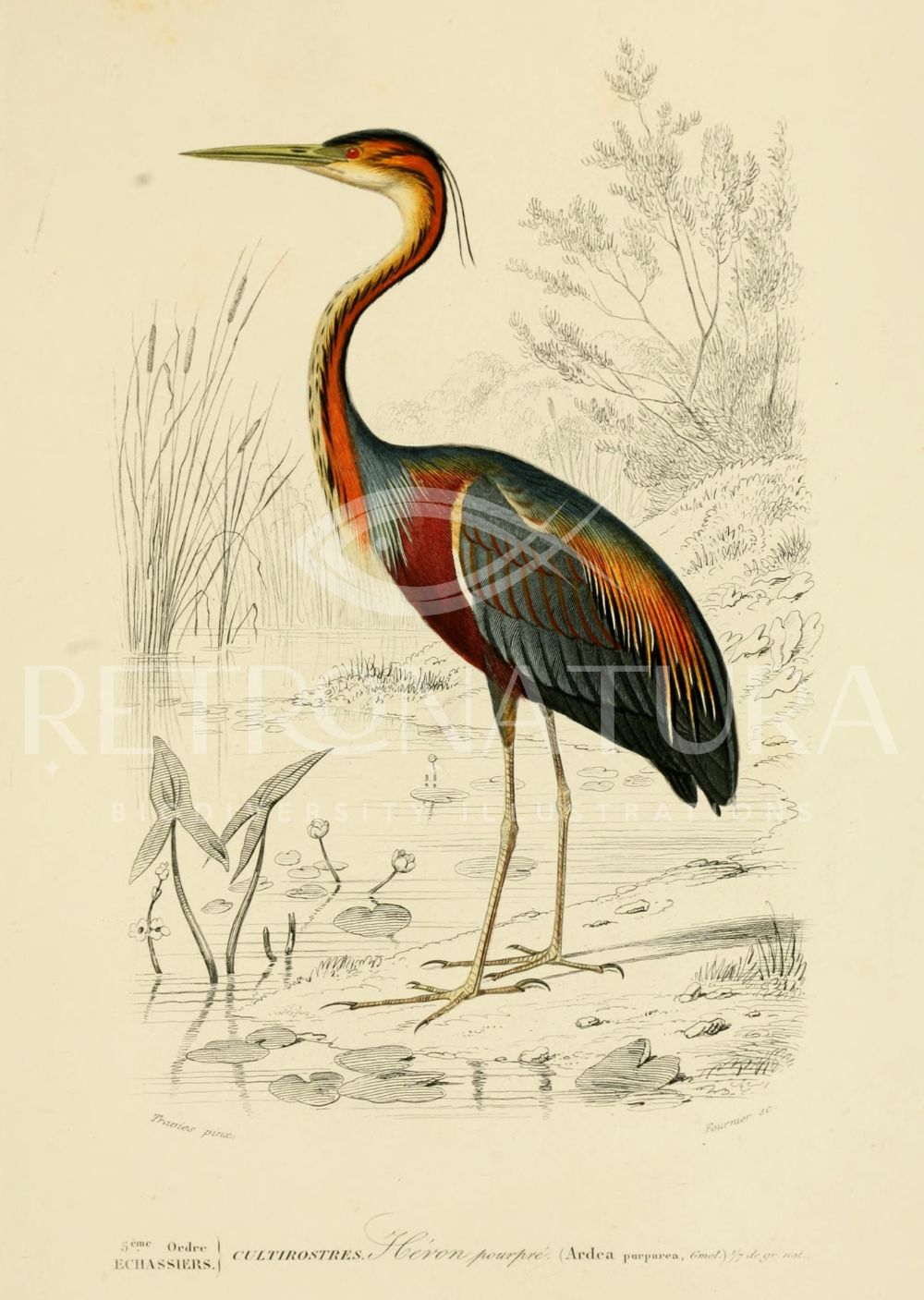Ardea - Image 2