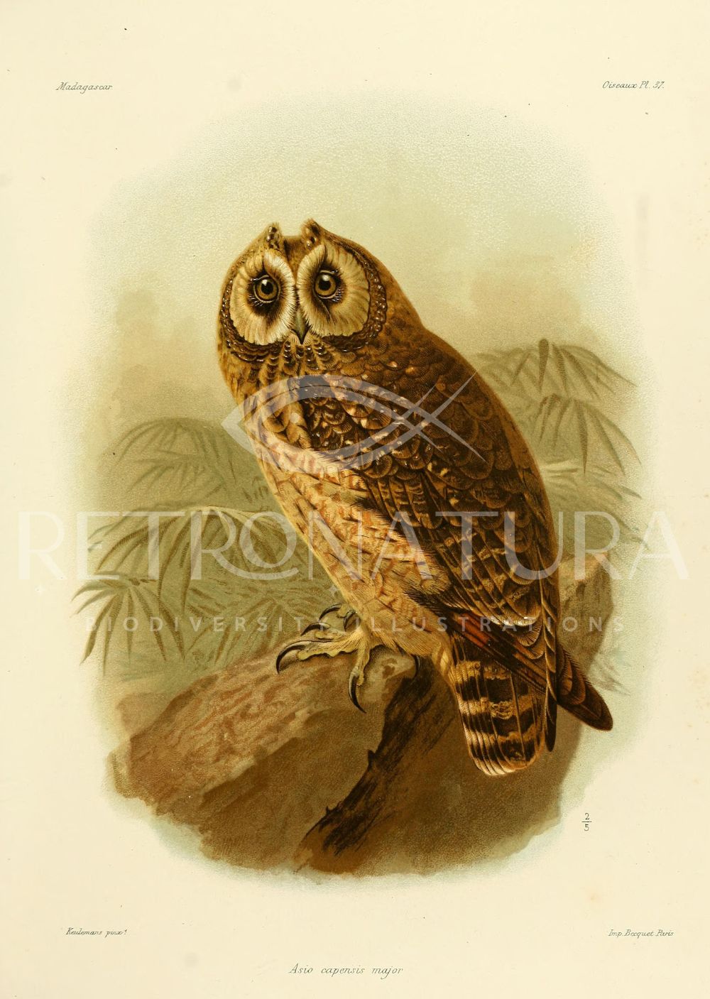 Asio Capensis Major - Image 2