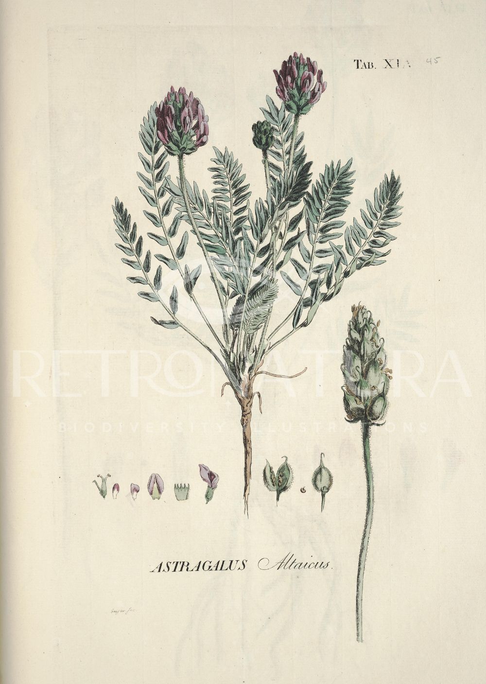Astragalus Altaicus - Image 2