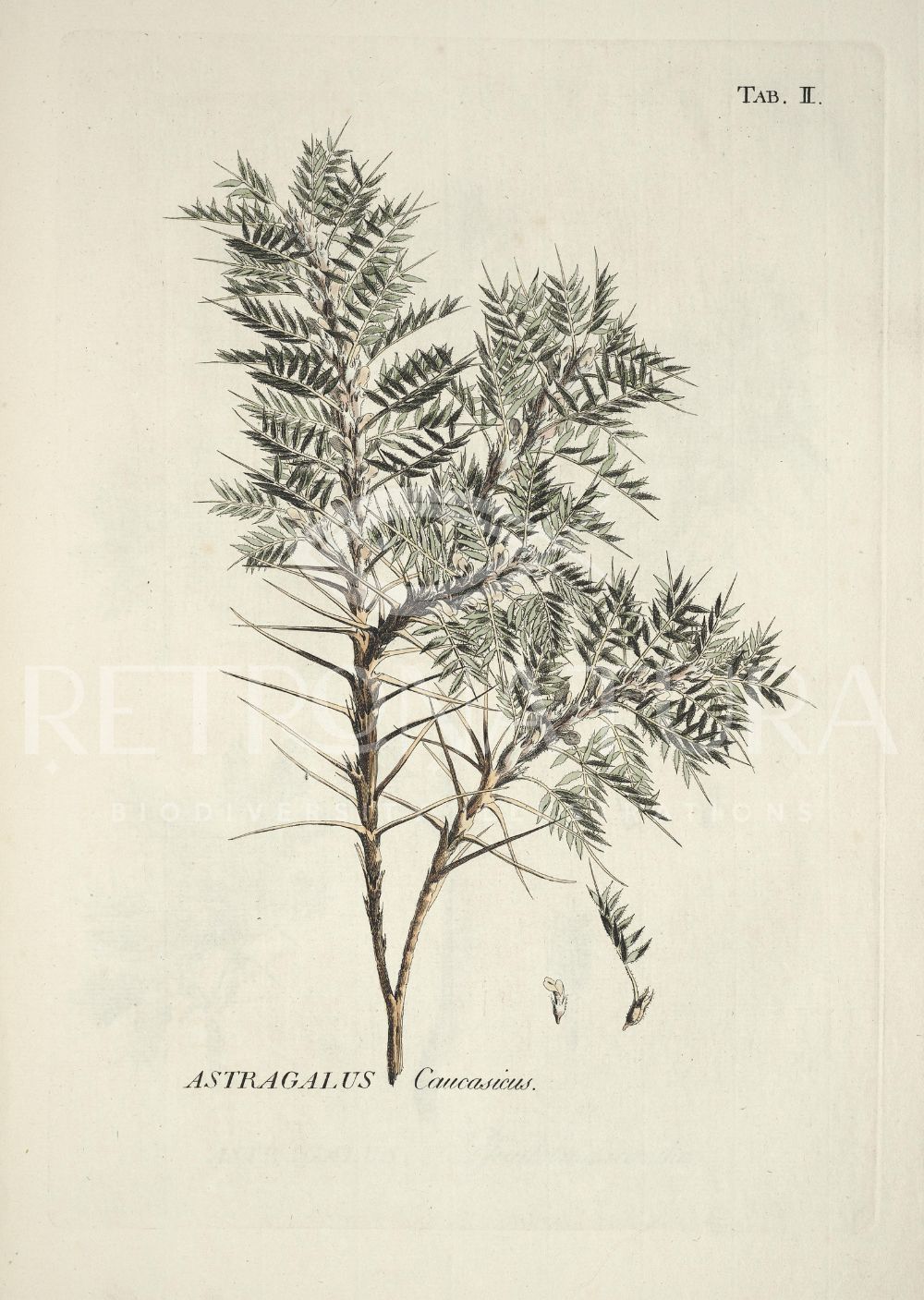 Astragalus Caucasicus - Image 2