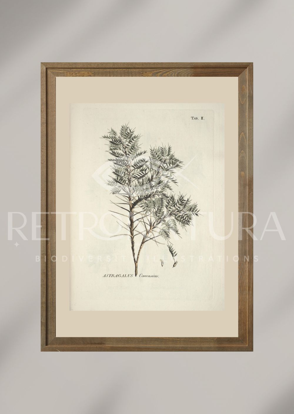 Astragalus Caucasicus