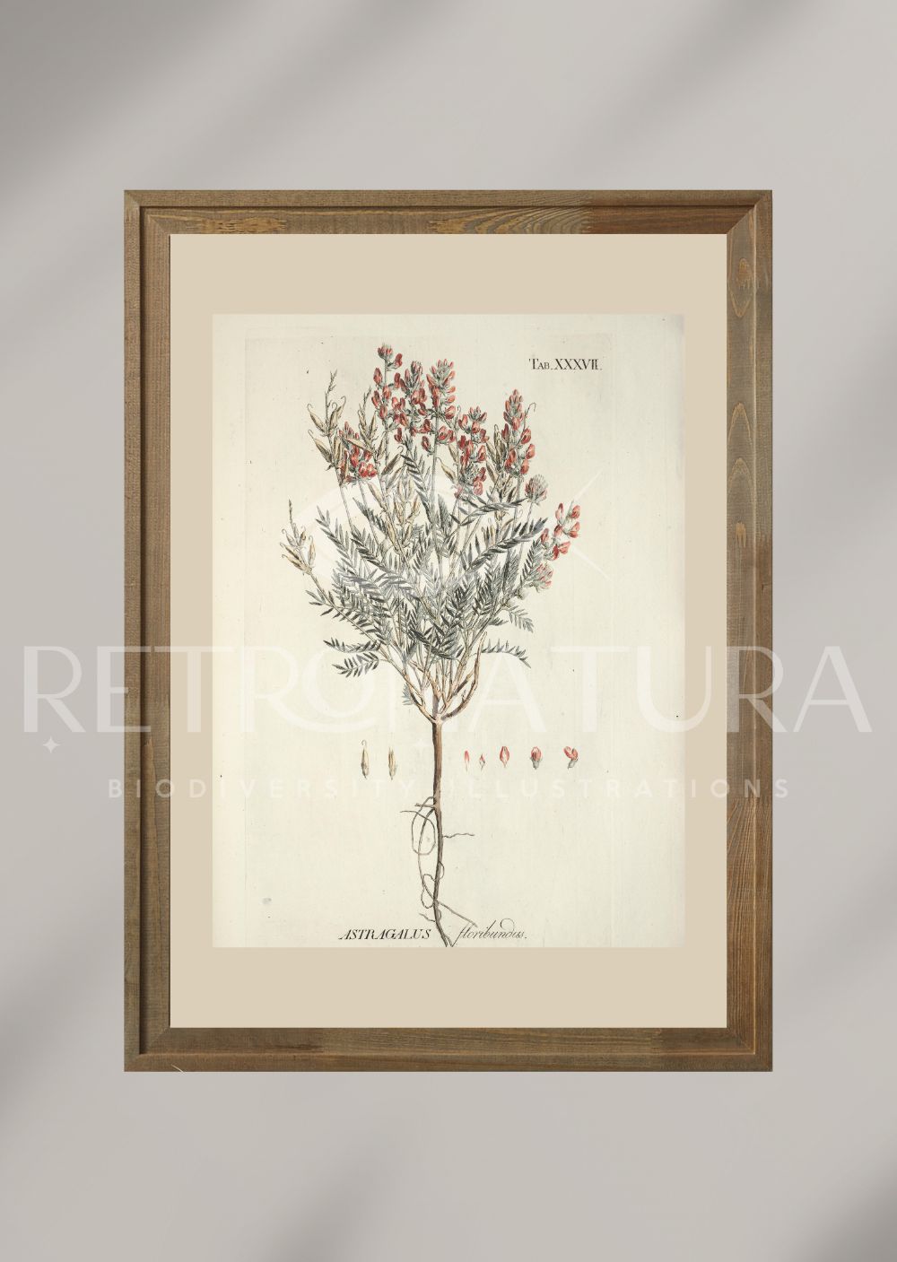 Astragalus Floribundus