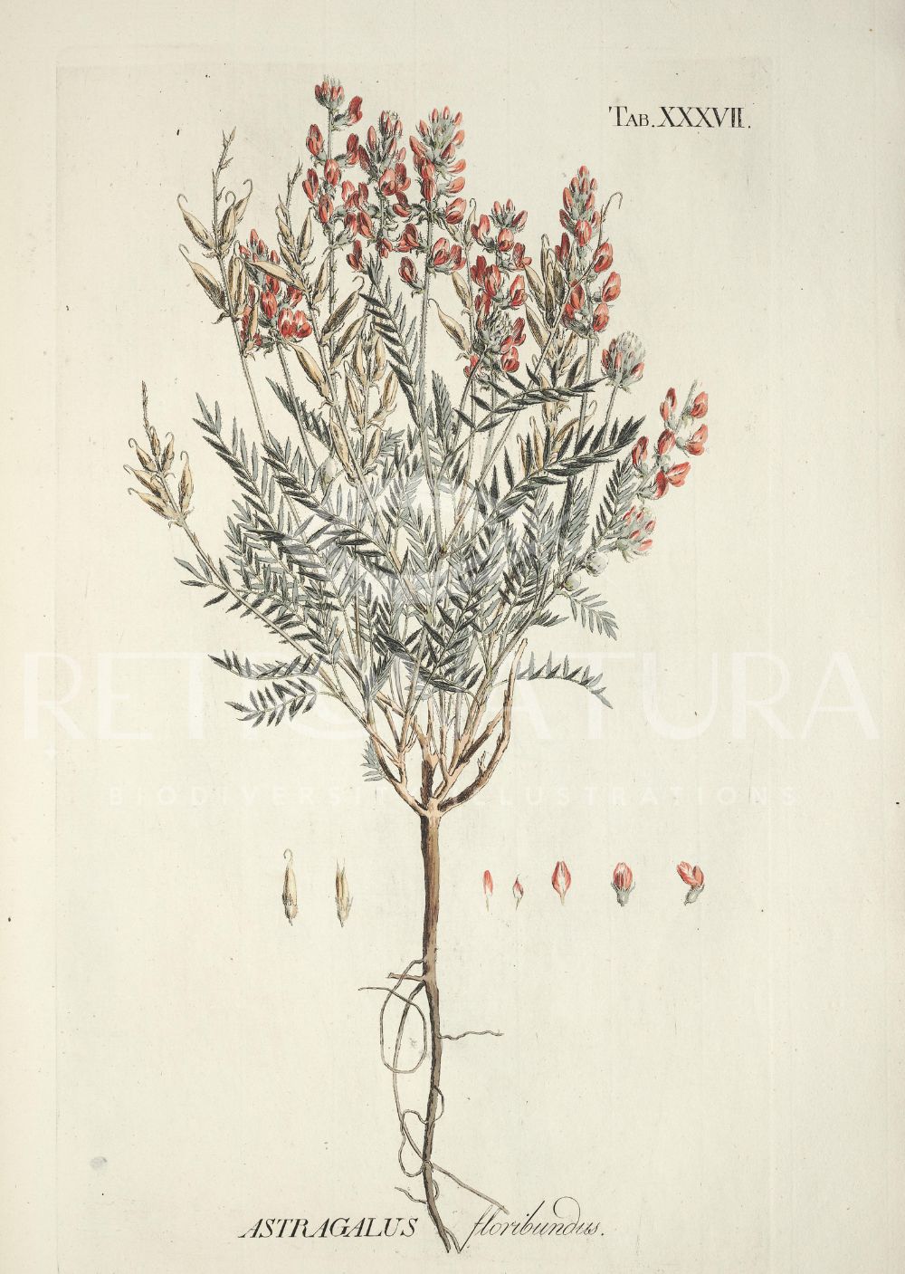 Astragalus Floribundus - Image 2