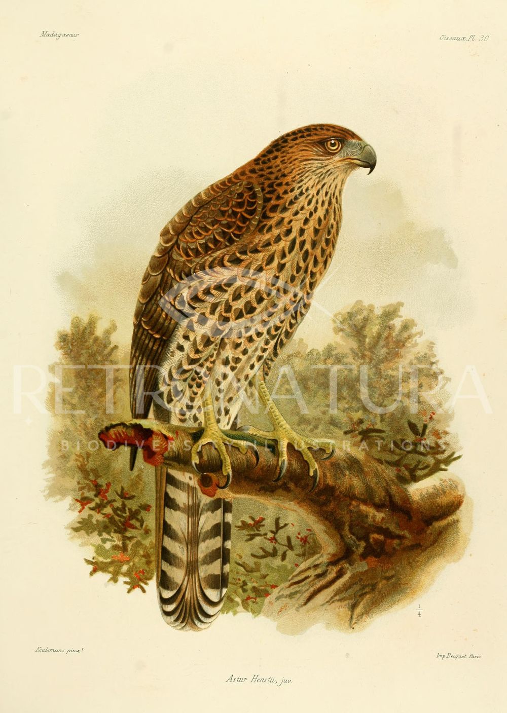 Astur Henstii - Image 2
