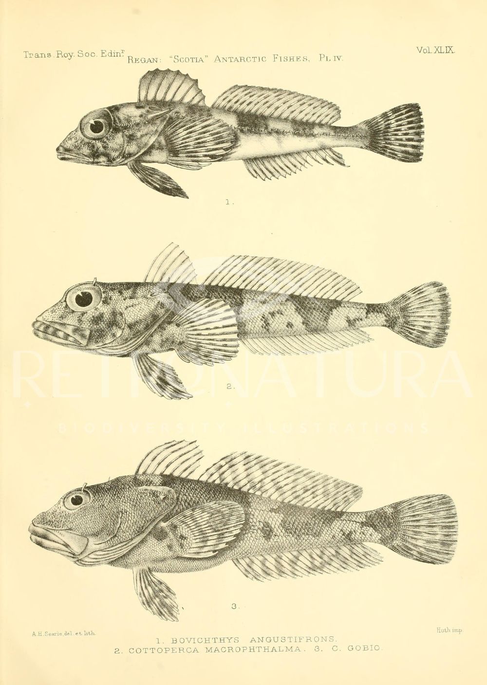 Bovichthys Angustifrons - Imagen 2