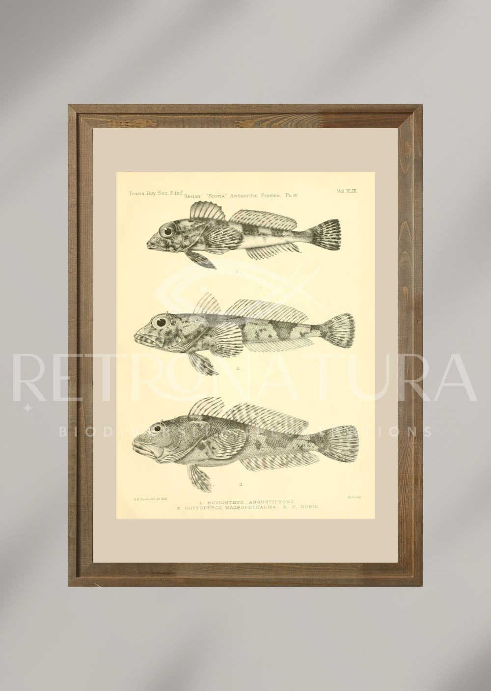 Bovichthys Angustifrons