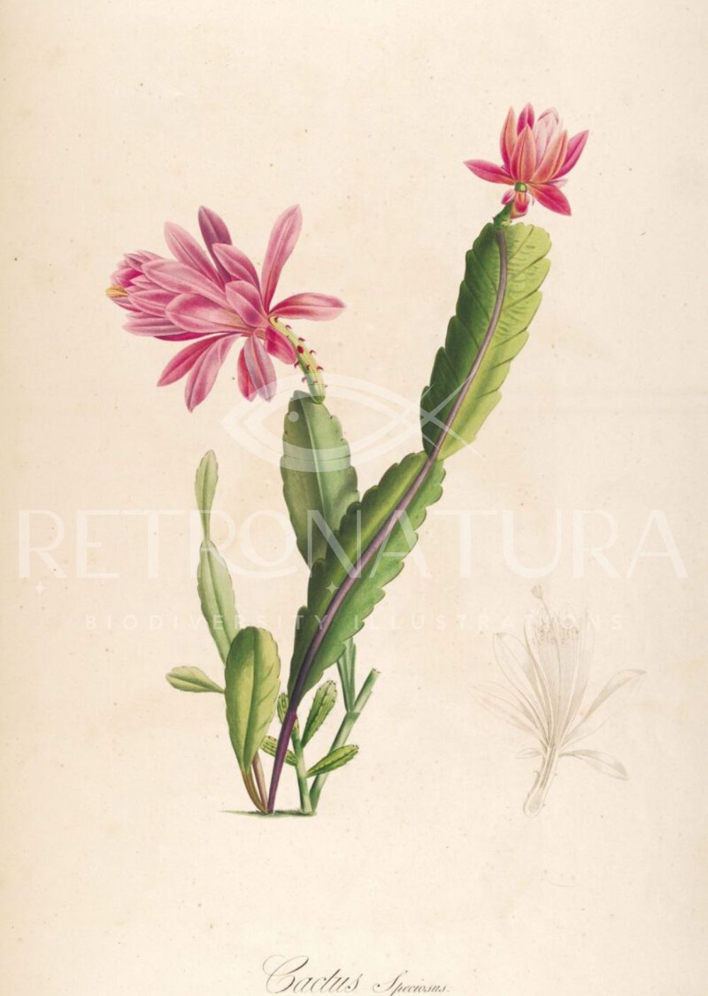 Cactus Speciosus - Imagen 2