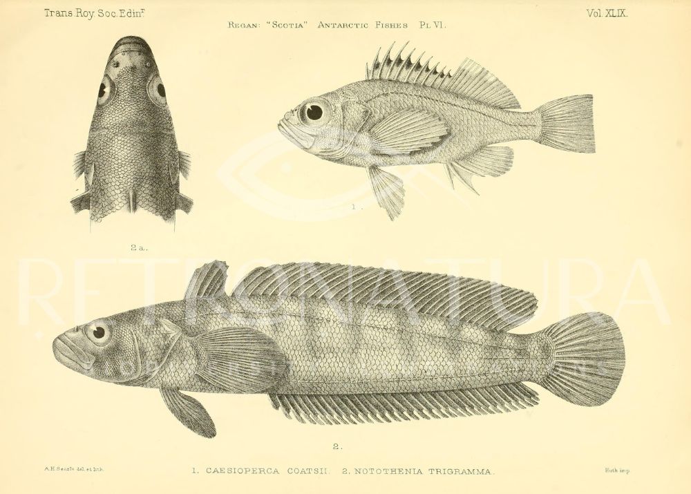 Caesioperca Coatsii - Imagen 2