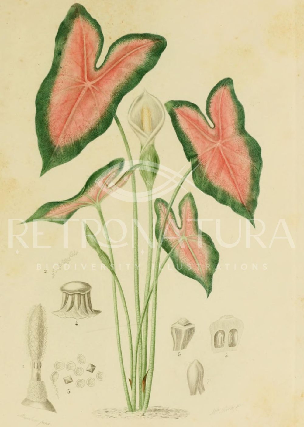 Caladium - Image 2