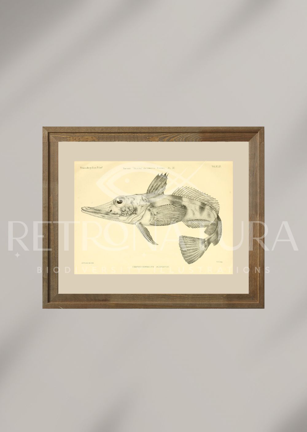 Chaenocephalus Aceratus