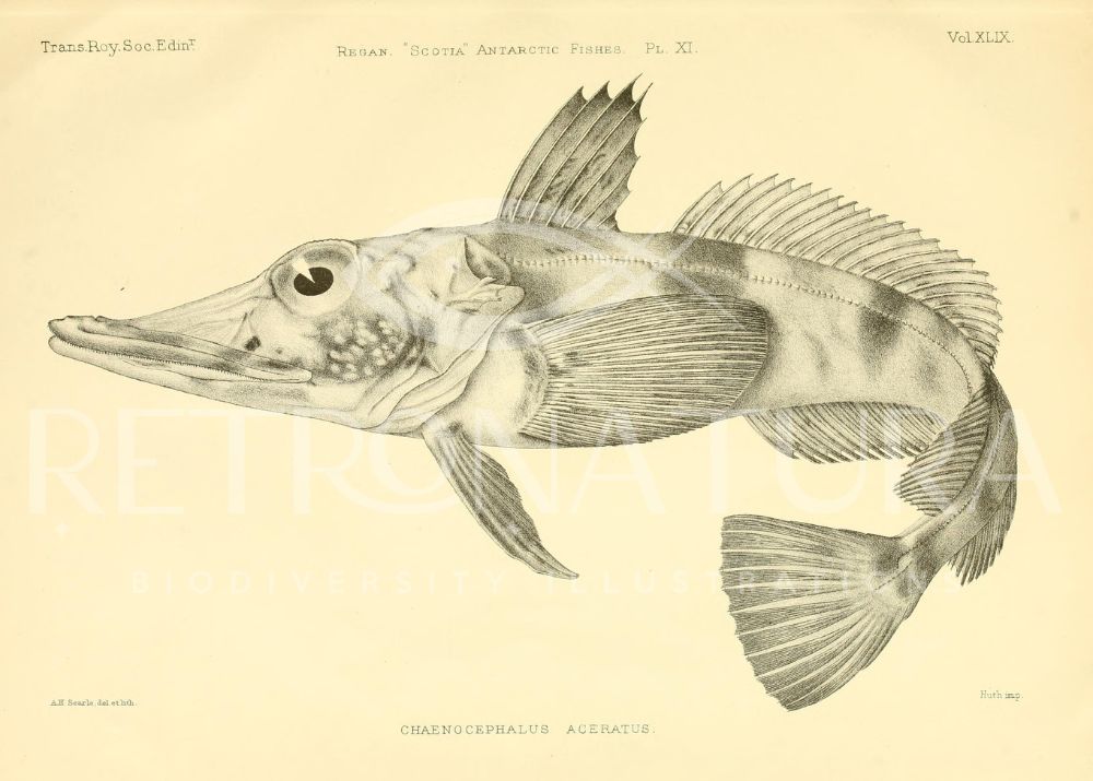 Chaenocephalus Aceratus - Image 2