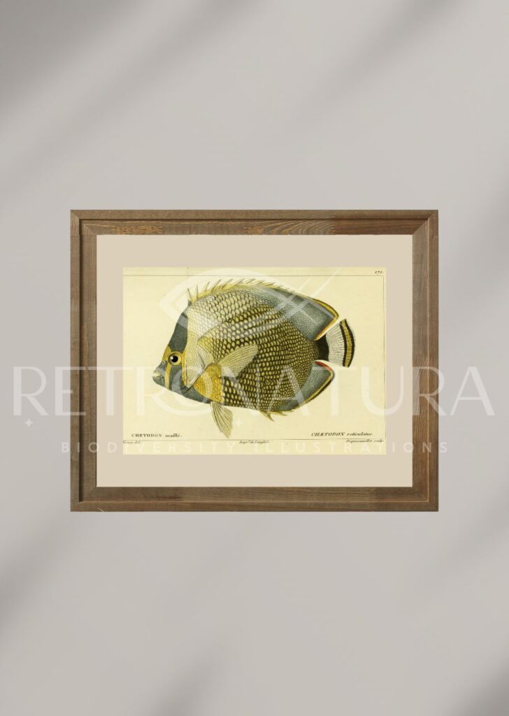 Chaetodon Reticulatus – Retronatura
