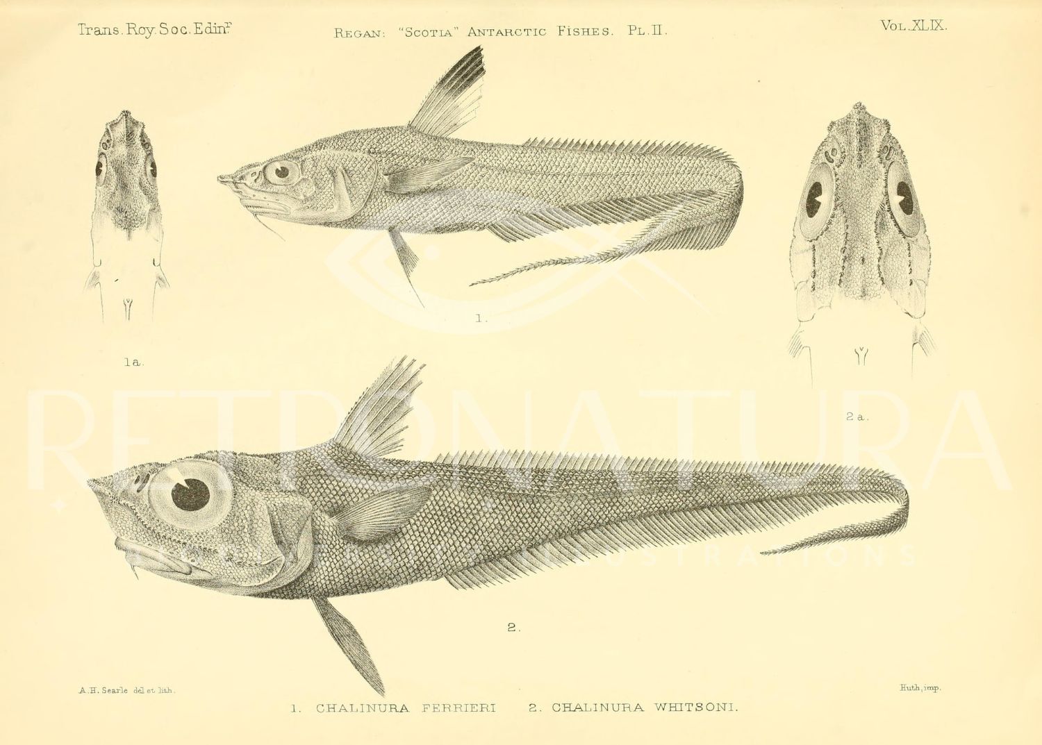 Chalinura Whitsoni - Imagen 2