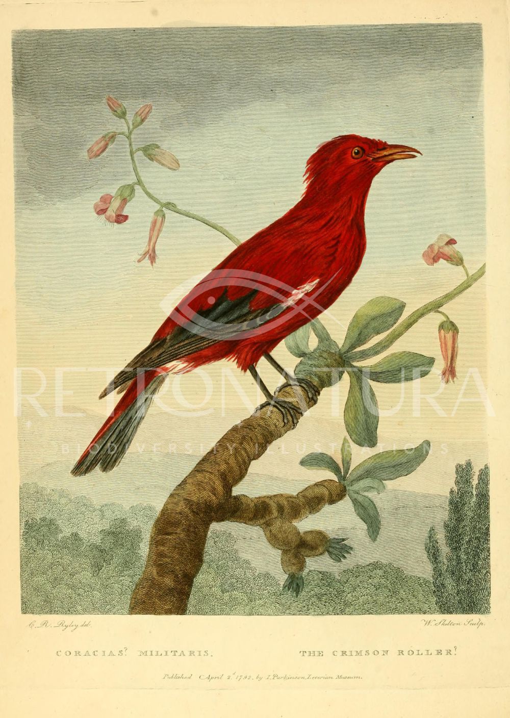 Coracias Militaris - Image 2