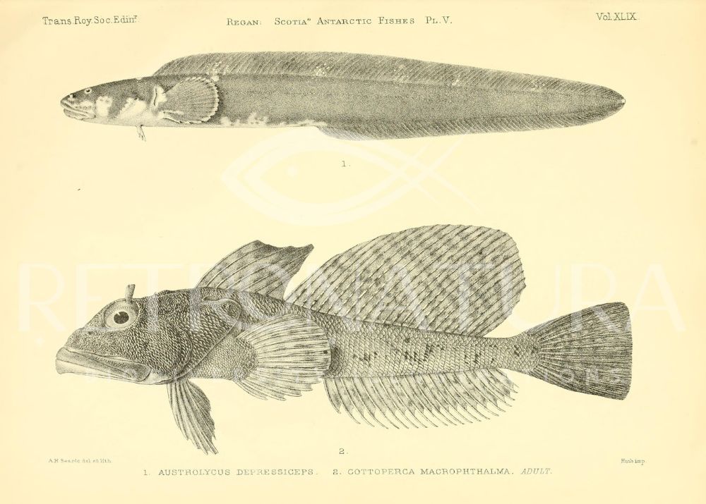 Cottoperca Macrophthalma - Imagen 2