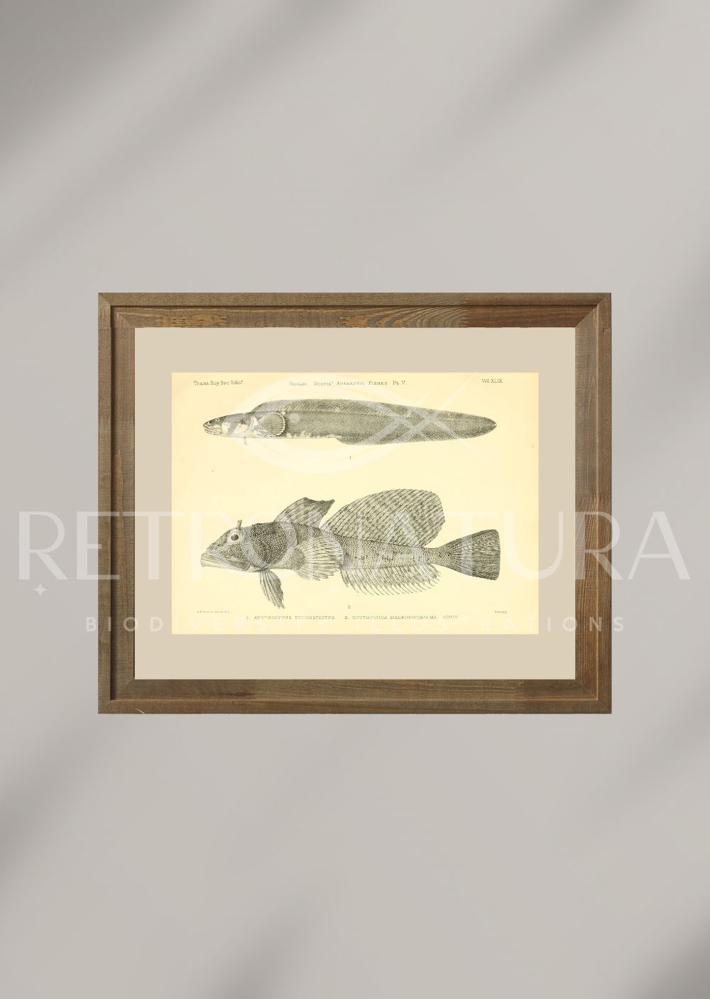 Cottoperca Macrophthalma