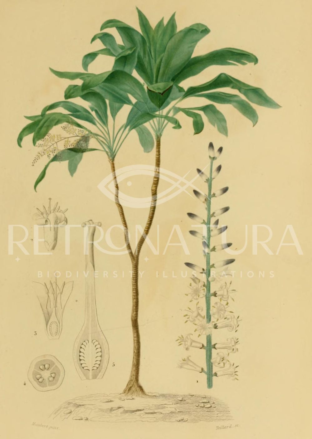 Dracaena - Image 2