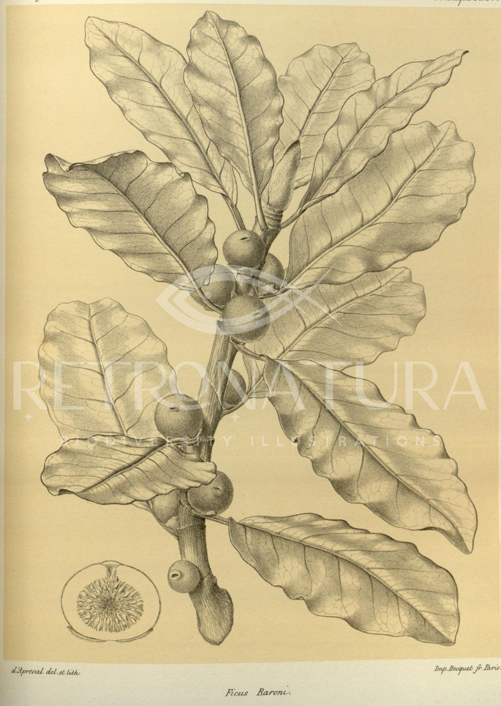 Ficus Baroni - Image 2