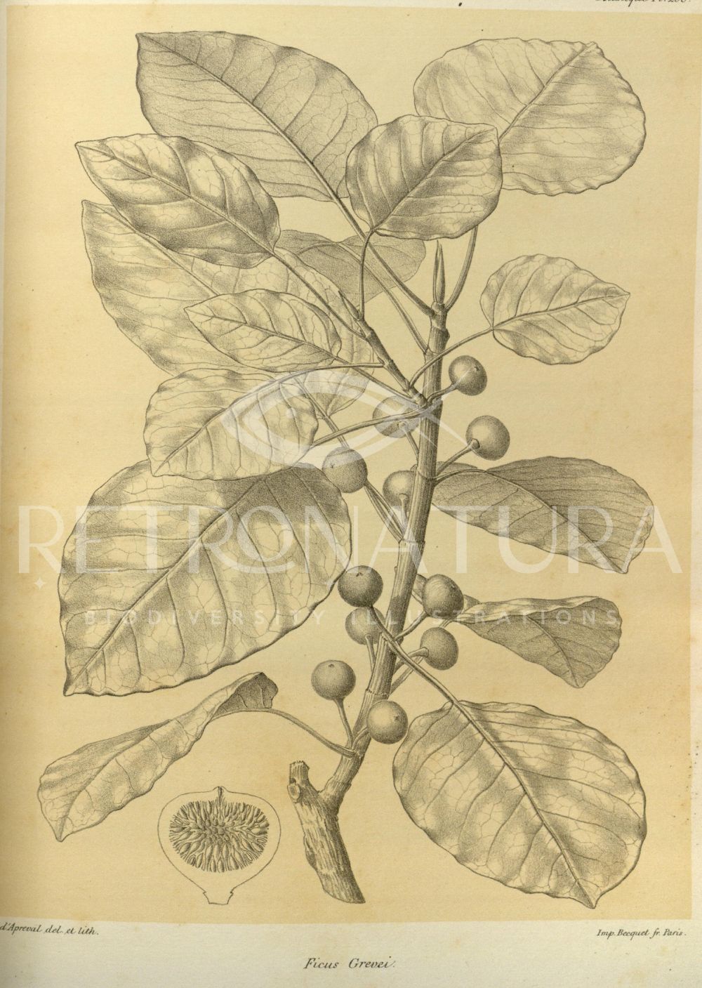 Ficus Grevei - Image 2