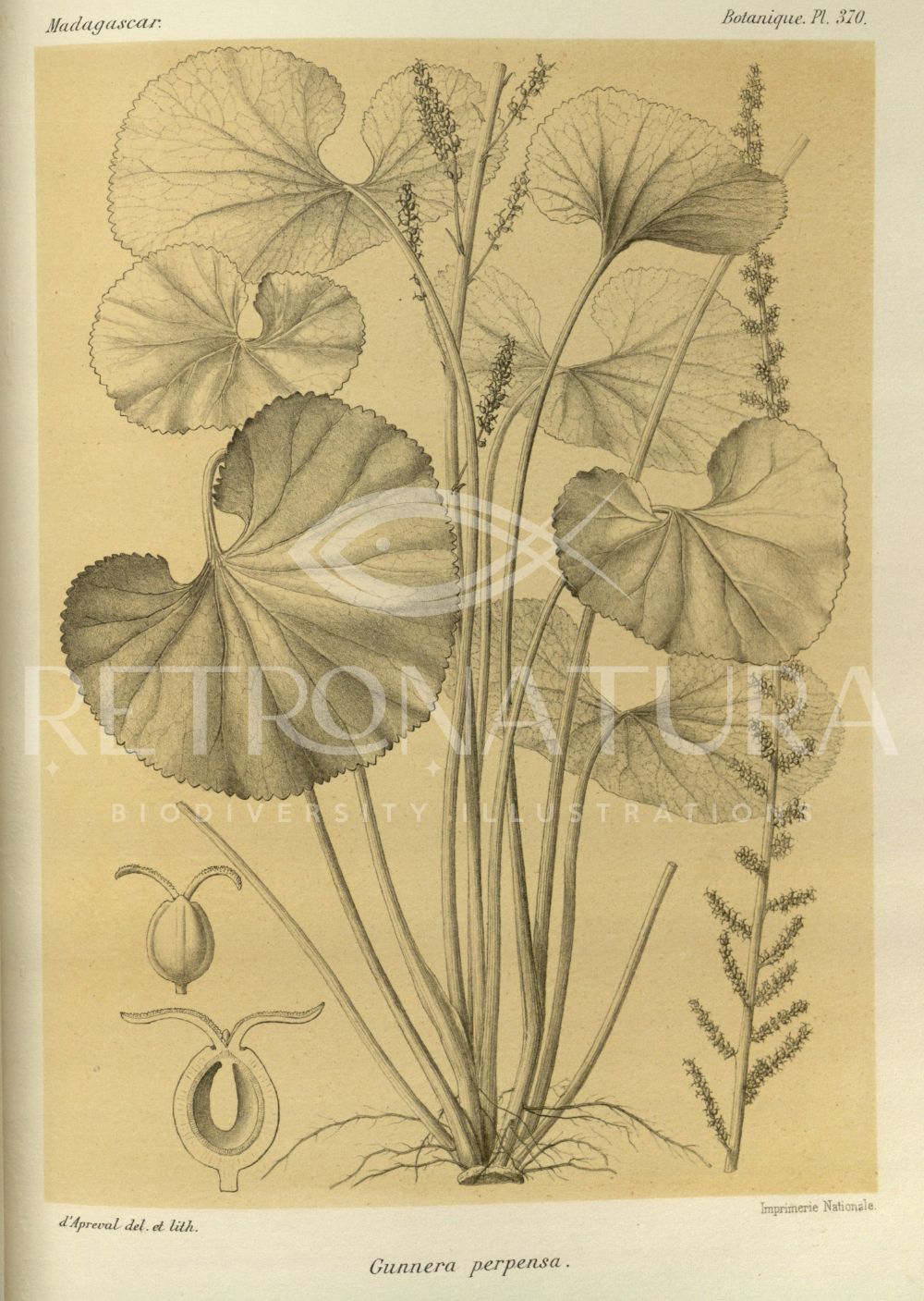 Gunnera Perpensa - Image 2