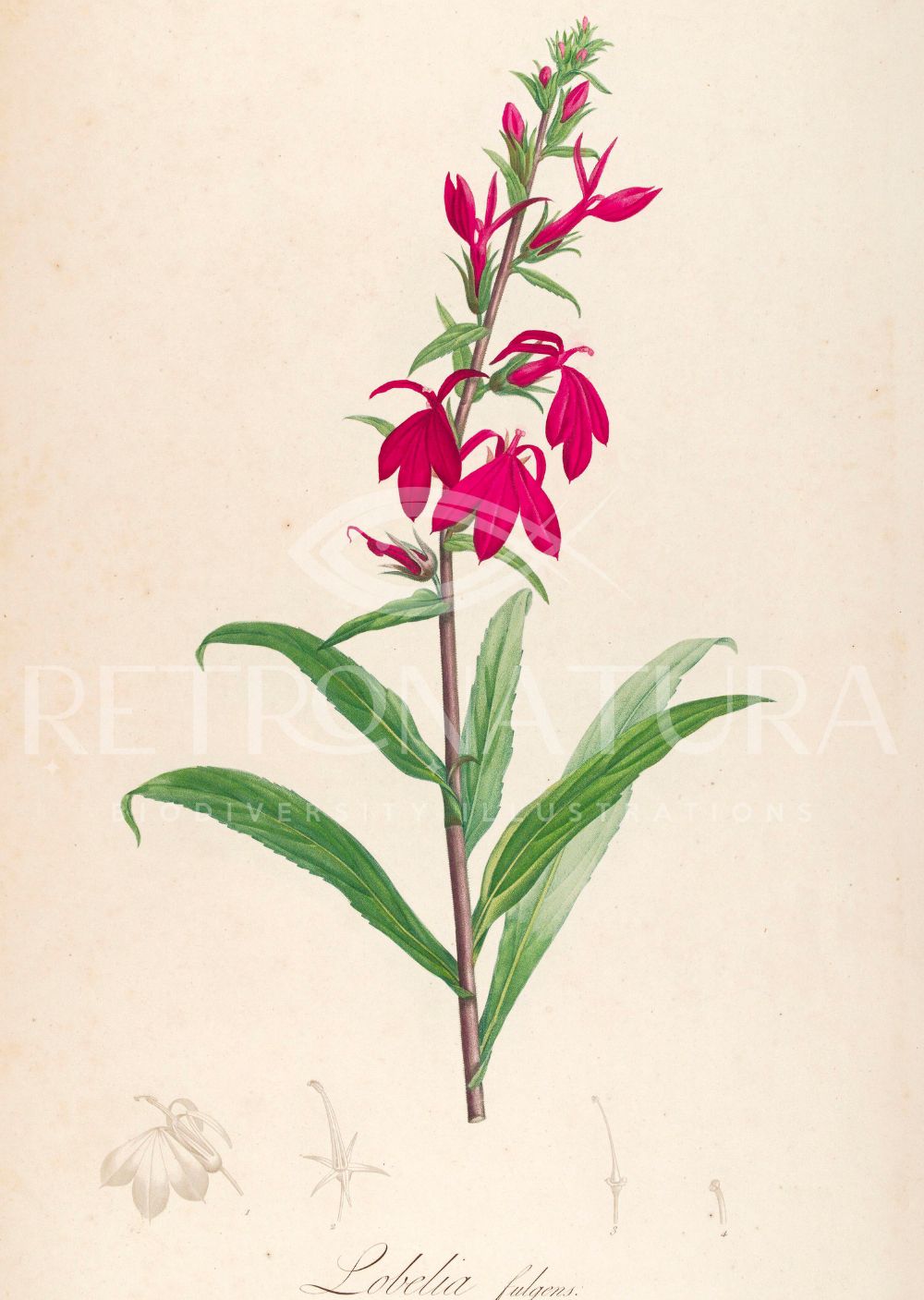 Lobelia Fulgens - Imagen 2