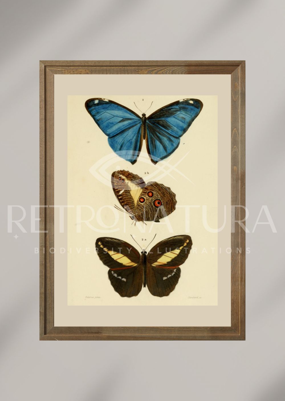Morpho / Pavonia