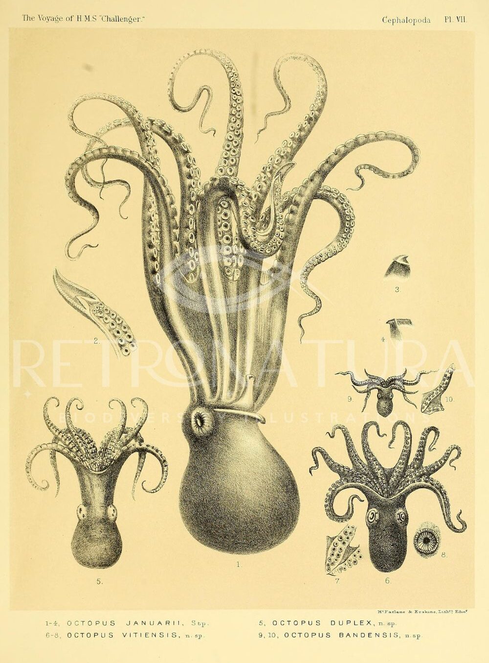 Octopus Januarii - Image 2
