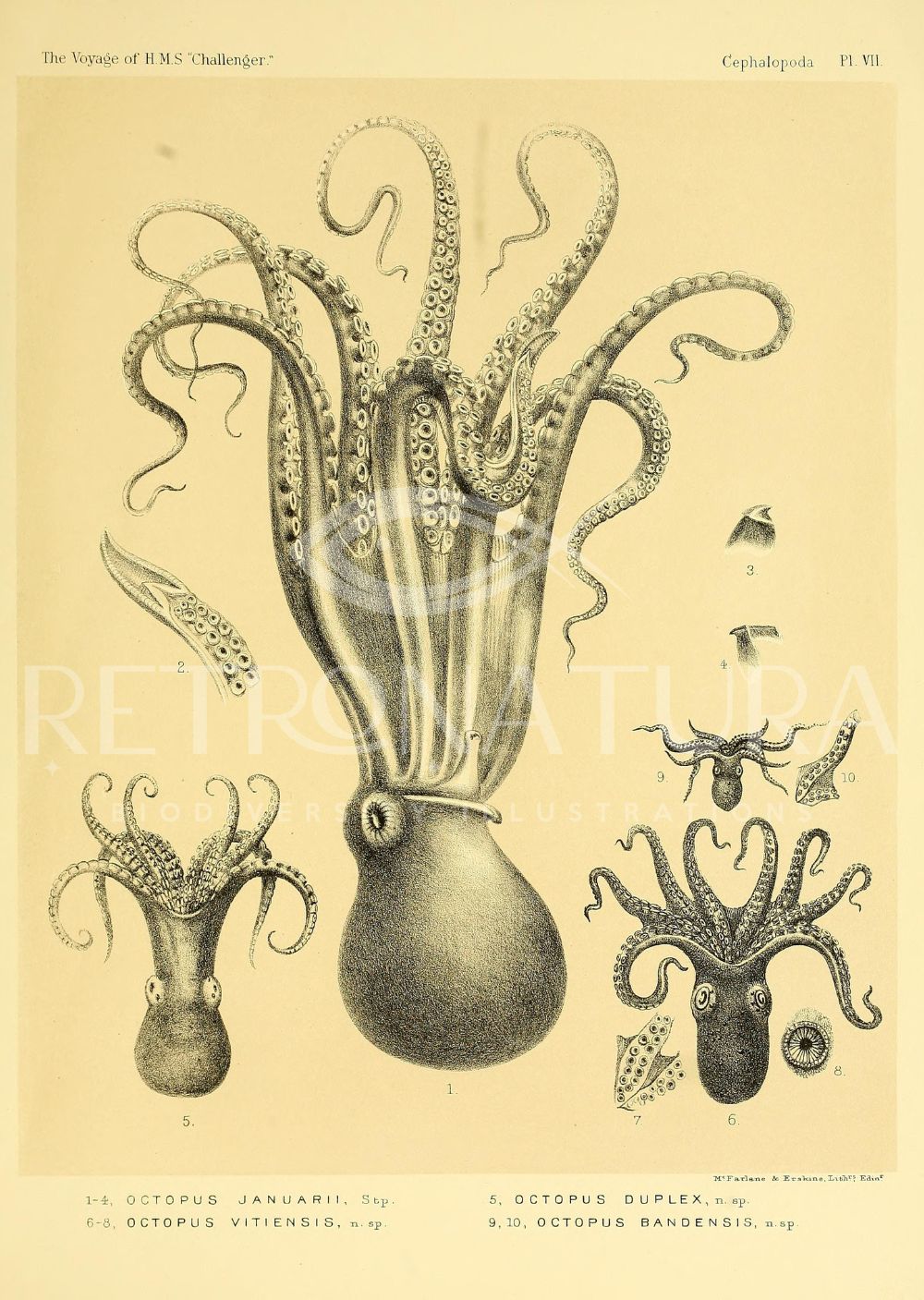 Octopus Januarii - Image 2