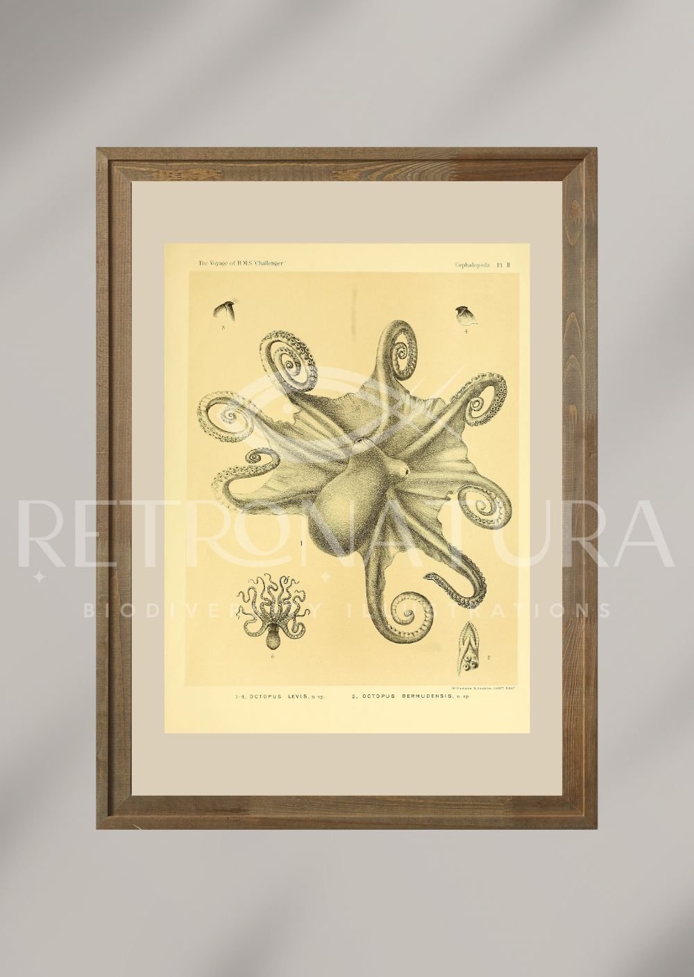 Octopus Levis