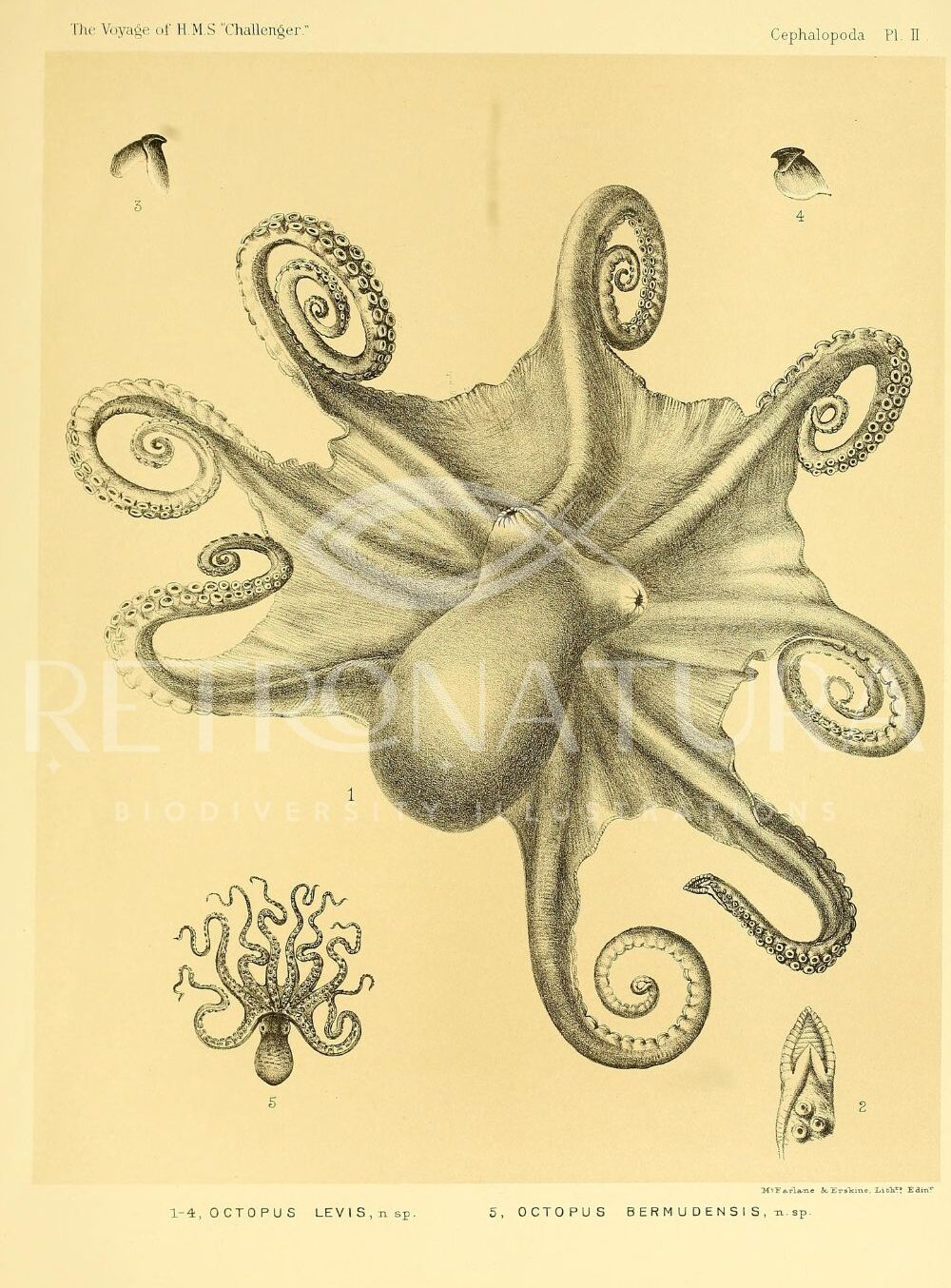 Octopus Levis - Image 2