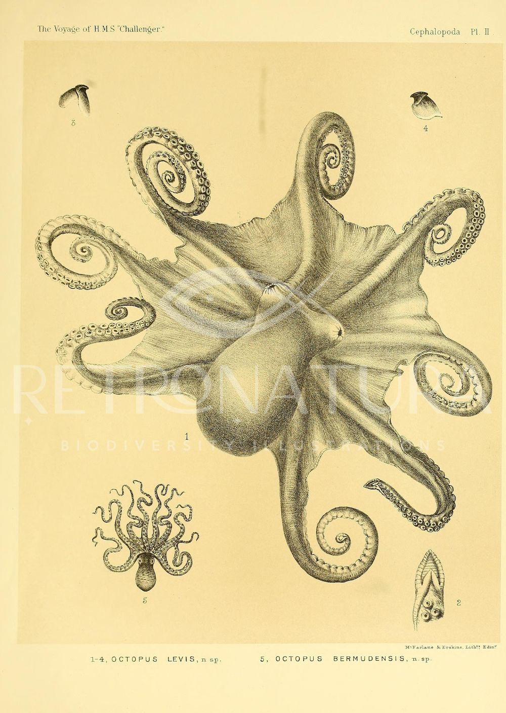 Octopus Levis - Image 2