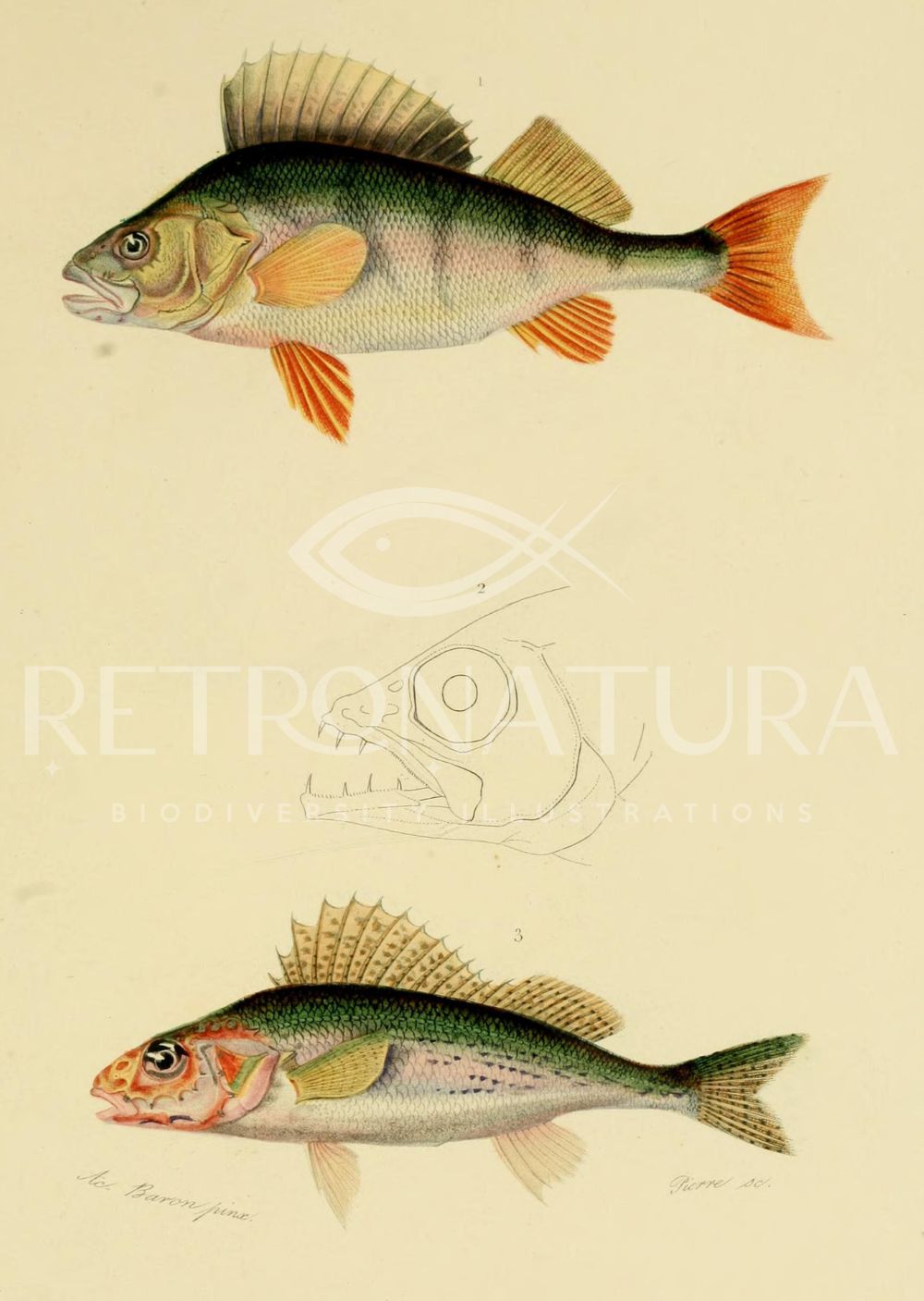 Perca Fluviatilis - Image 2