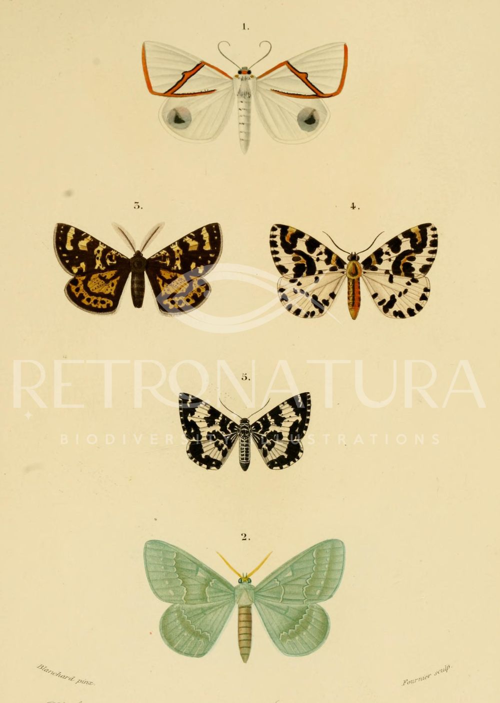 Phalaena / Geometra / Fidonia / Zerene / Melanippe - Image 2