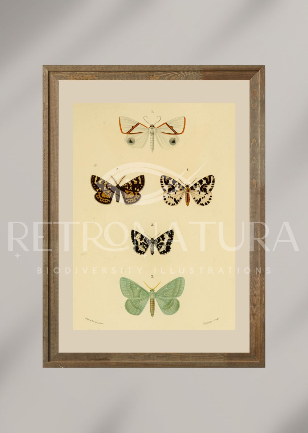 Phalaena / Geometra / Fidonia / Zerene / Melanippe