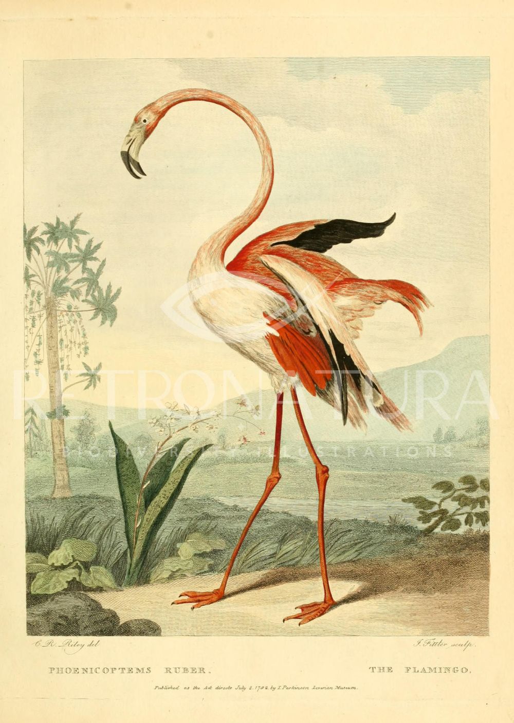 Phoenicoptems Ruber - Image 2