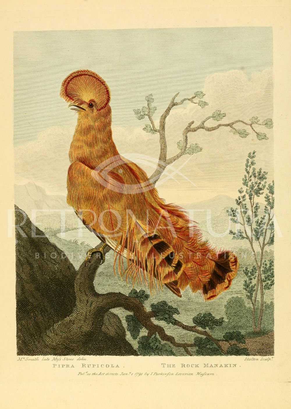 Pipra Rupicola - Image 2