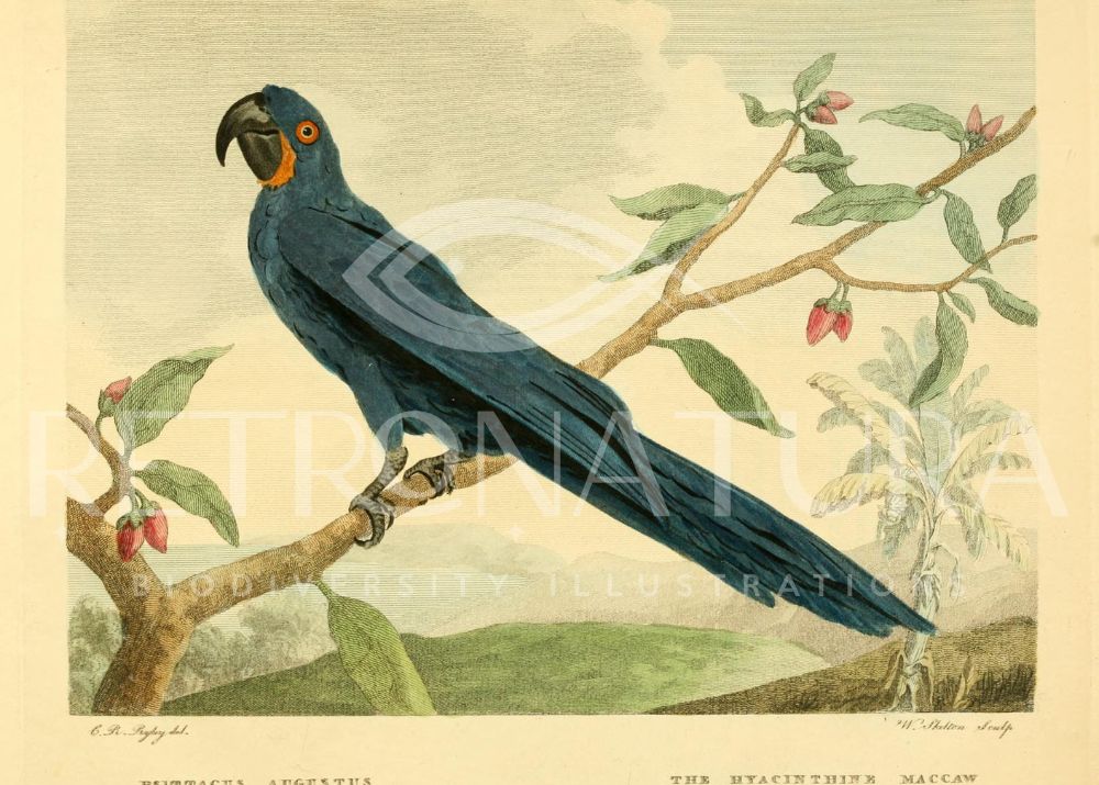 Psittacus Augustus - Image 2