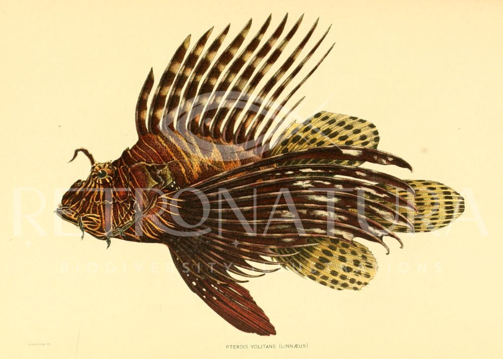 Pterois Volitans - Image 2
