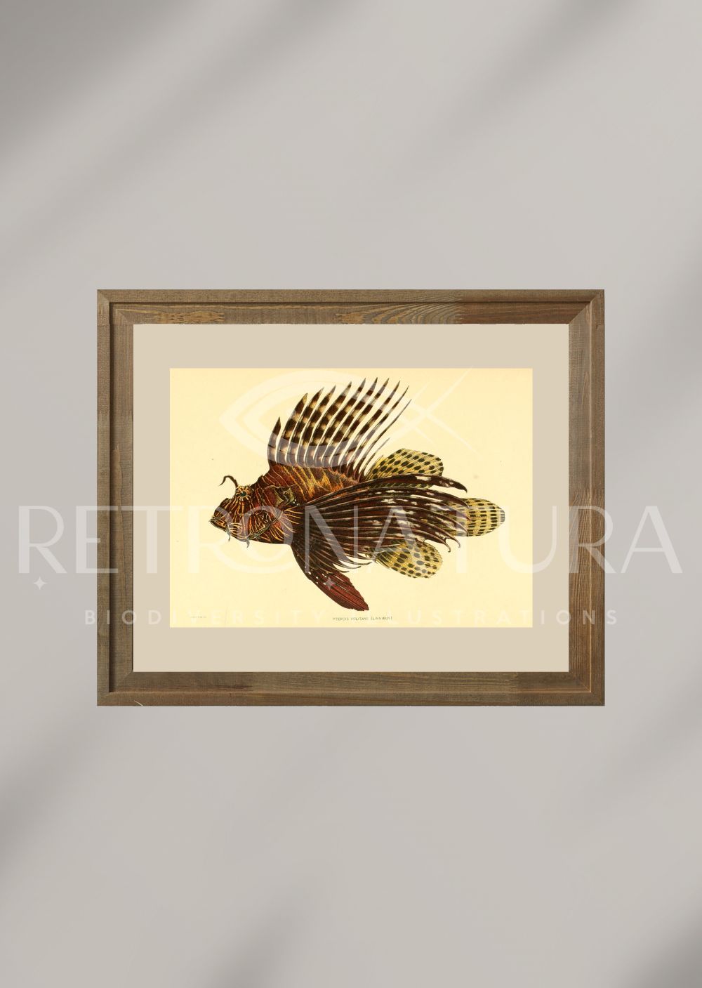 Pterois Volitans