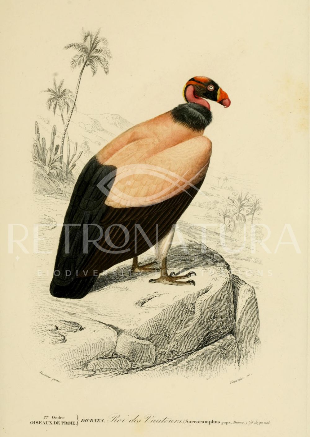 Sarcoramphus - Image 2