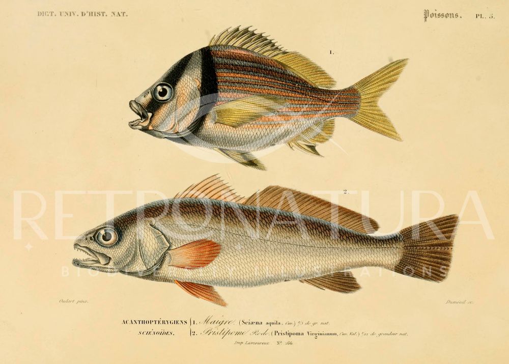 Sciaena Aquila - Image 2