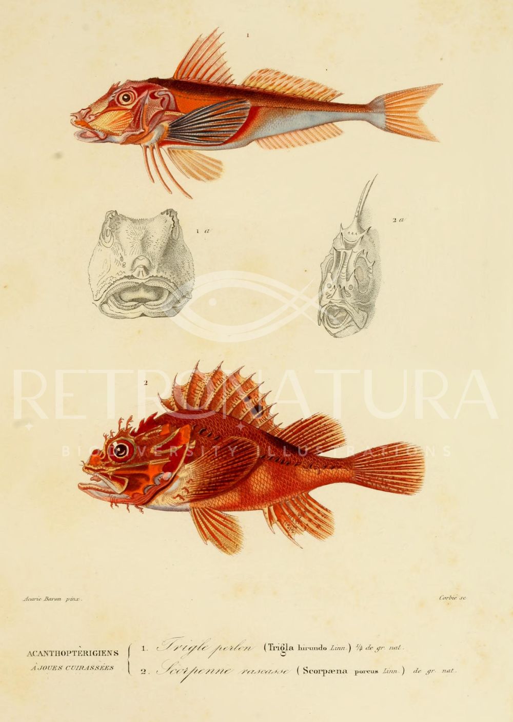Scorpaena Porcus - Image 2