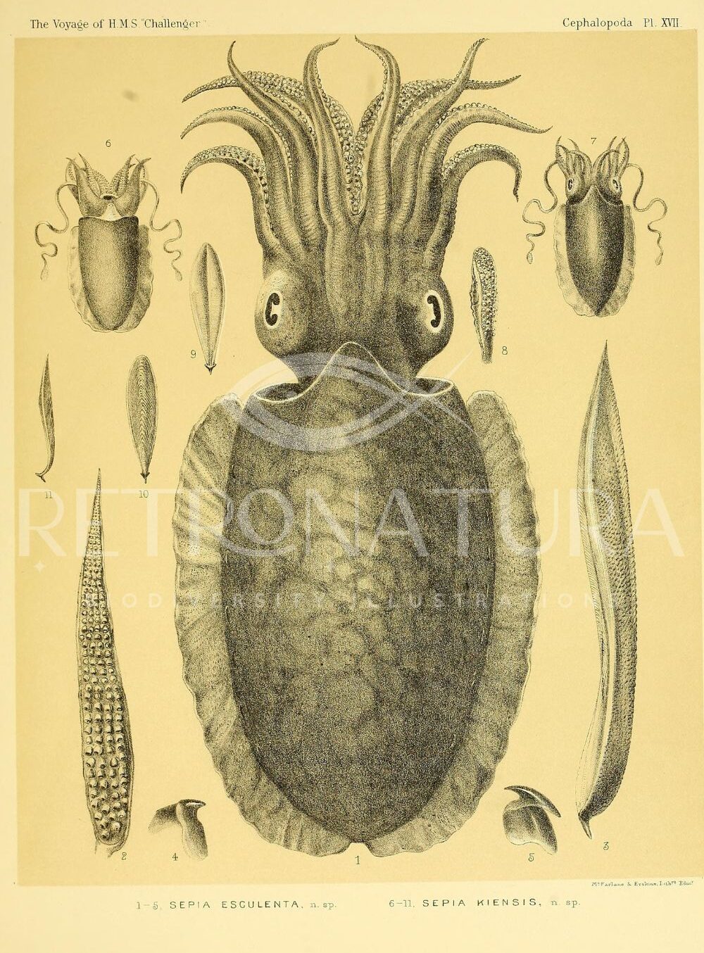 Sepia Esculenta - Image 2